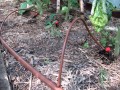 sistema-kapelnogo-poliva-azud-v-teplicze-8-auto-grow.ru